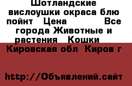 Шотландские вислоушки окраса блю пойнт › Цена ­ 4 000 - Все города Животные и растения » Кошки   . Кировская обл.,Киров г.